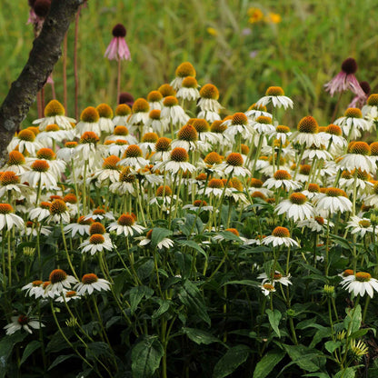 White and purple powwow white coneflowers with green foliage in a garden setting.