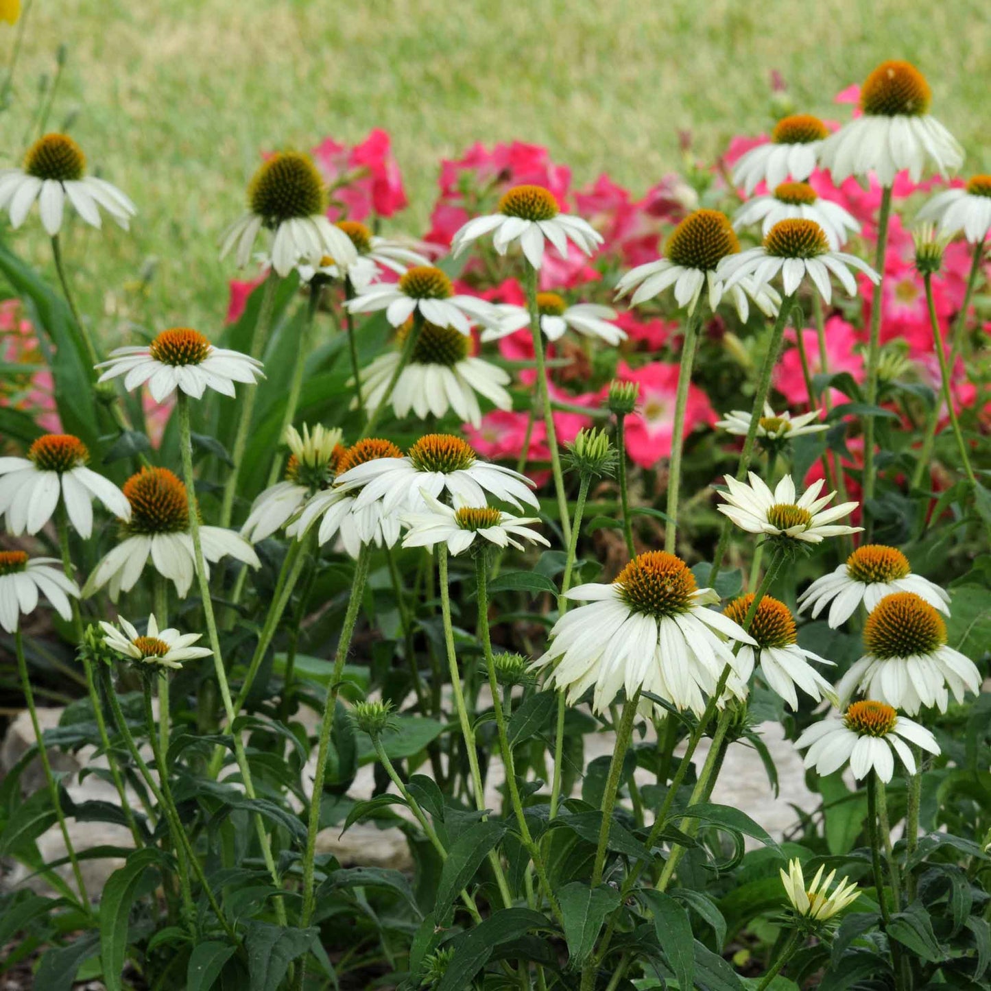 White powwow coneflower with spiky center growing among soft green garden foliage.