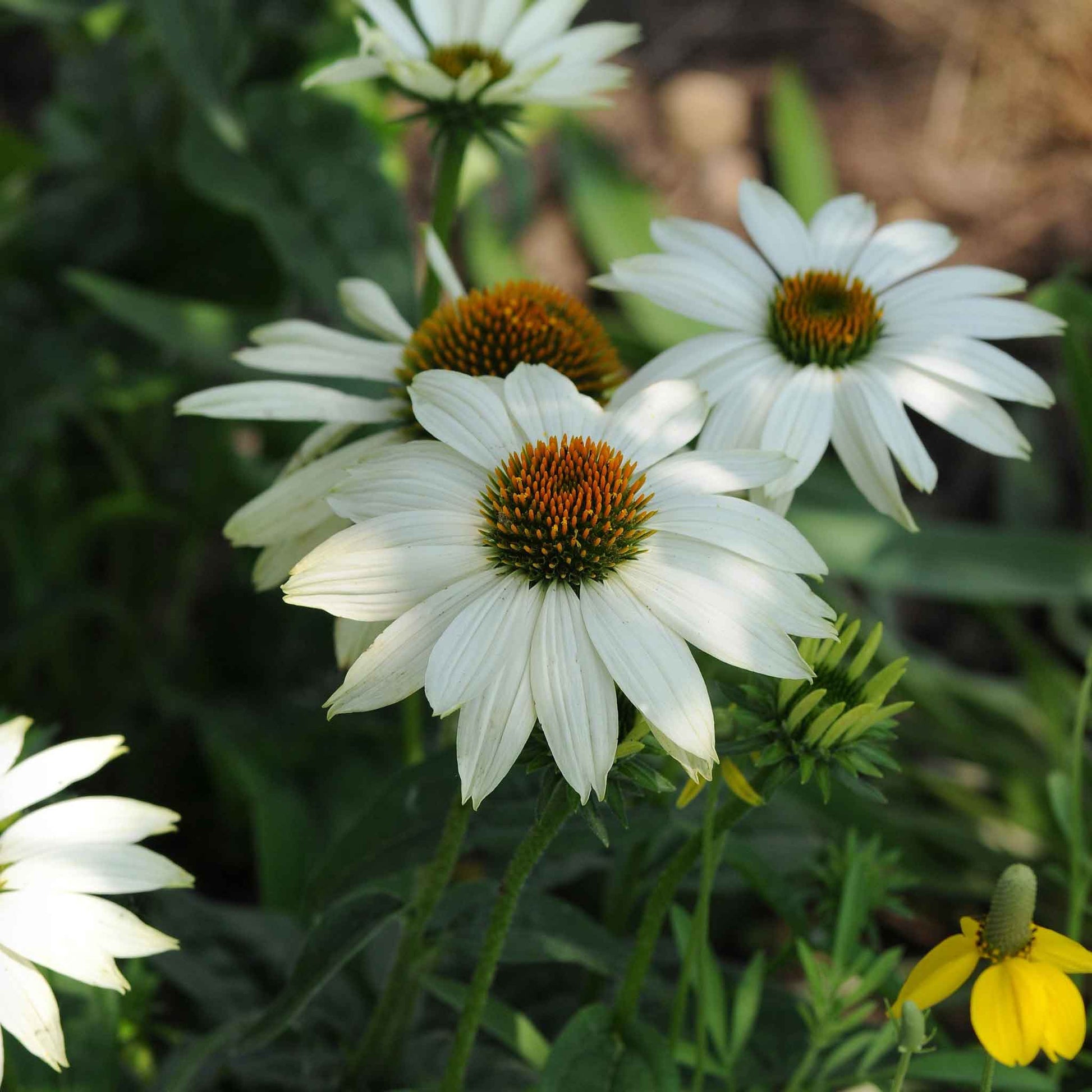 White powwow coneflower with cone-shaped center against a blurred green background.