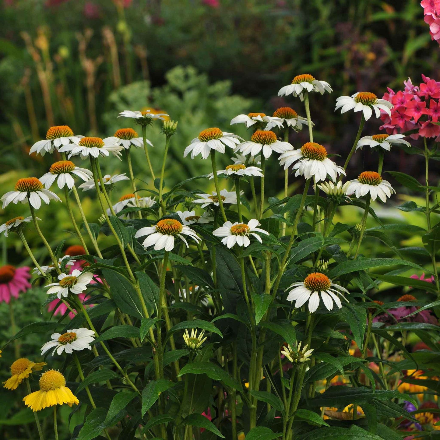 White and pink powwow coneflowers blooming in a lush green garden setting.