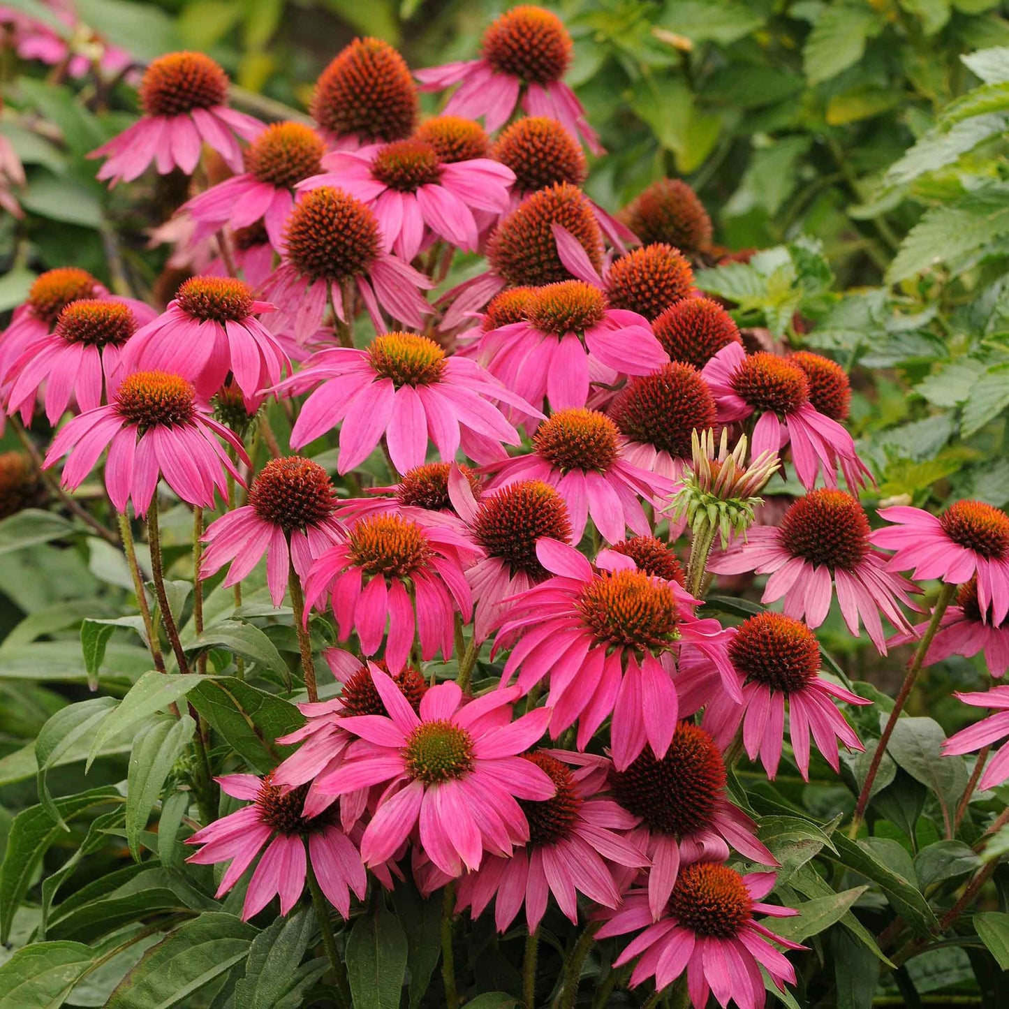 Magenta powwow wild berry coneflower with dark brown center against a blurred background.