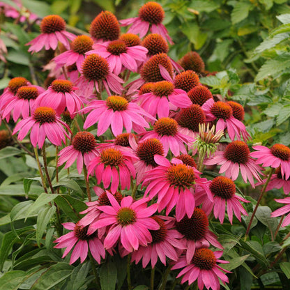 Magenta powwow wild berry coneflower with dark brown center against a blurred background.