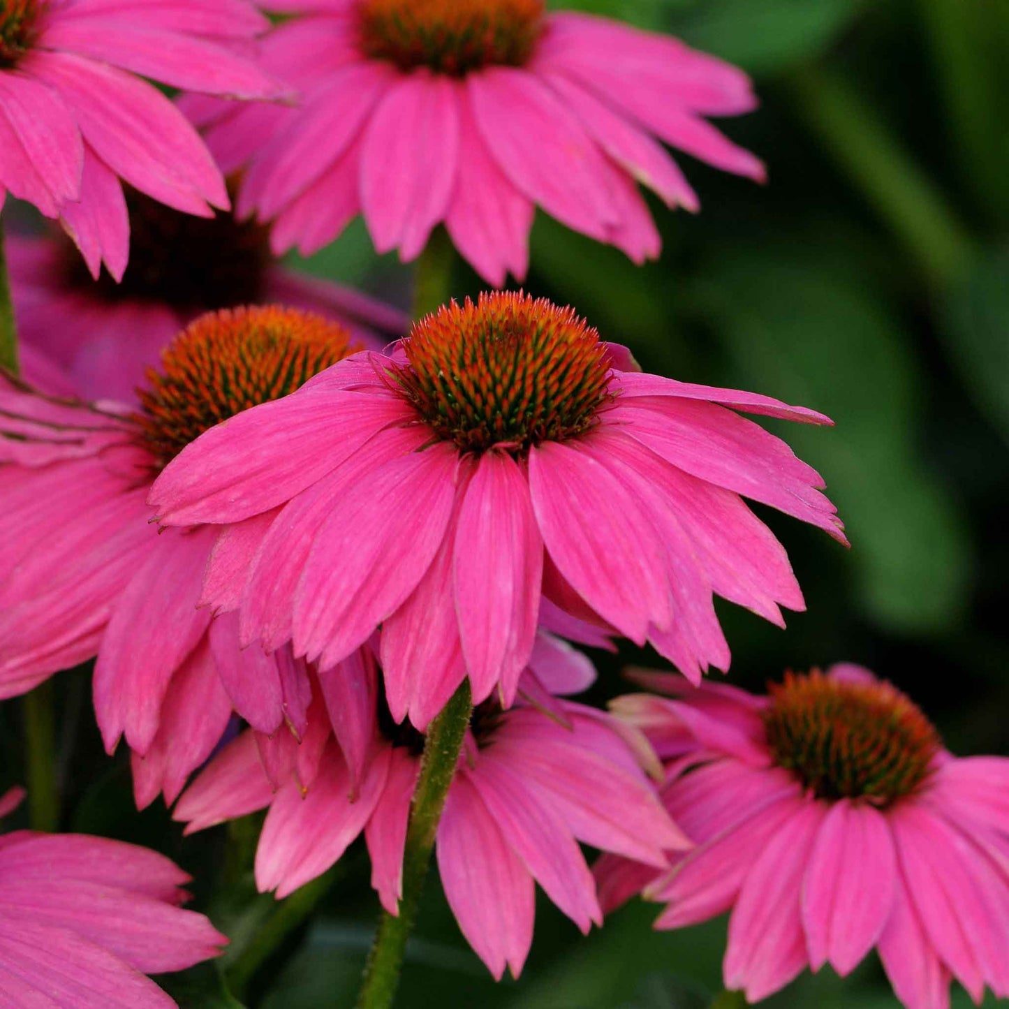 Pink powwow wild berry coneflower with textured center in a bright garden setting.