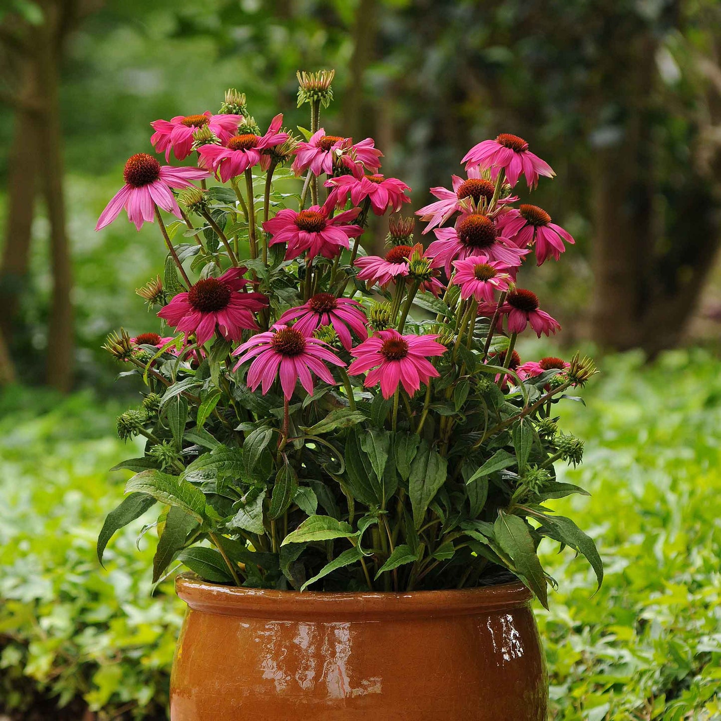 Pink powwow wild berry coneflowers in a terracotta pot with a green background.
