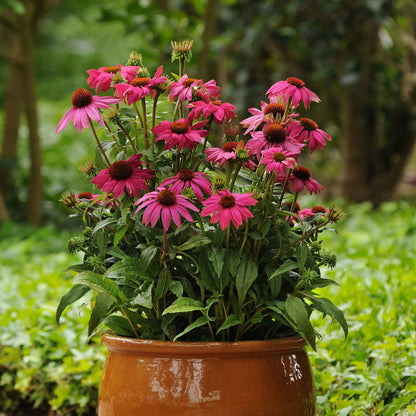 Pink powwow wild berry coneflowers in a terracotta pot with a green background.