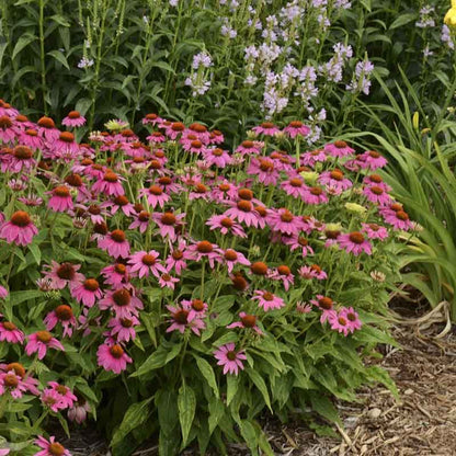 Purple powwow wild berry coneflower petals with a prominent cone in a garden.