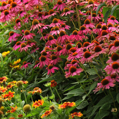 Pink and orange powwow wild berry coneflowers blooming in a sunny garden.
