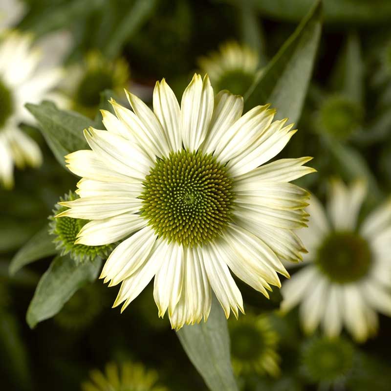 White prairie splendor coneflower with conical center against a blurred green background.