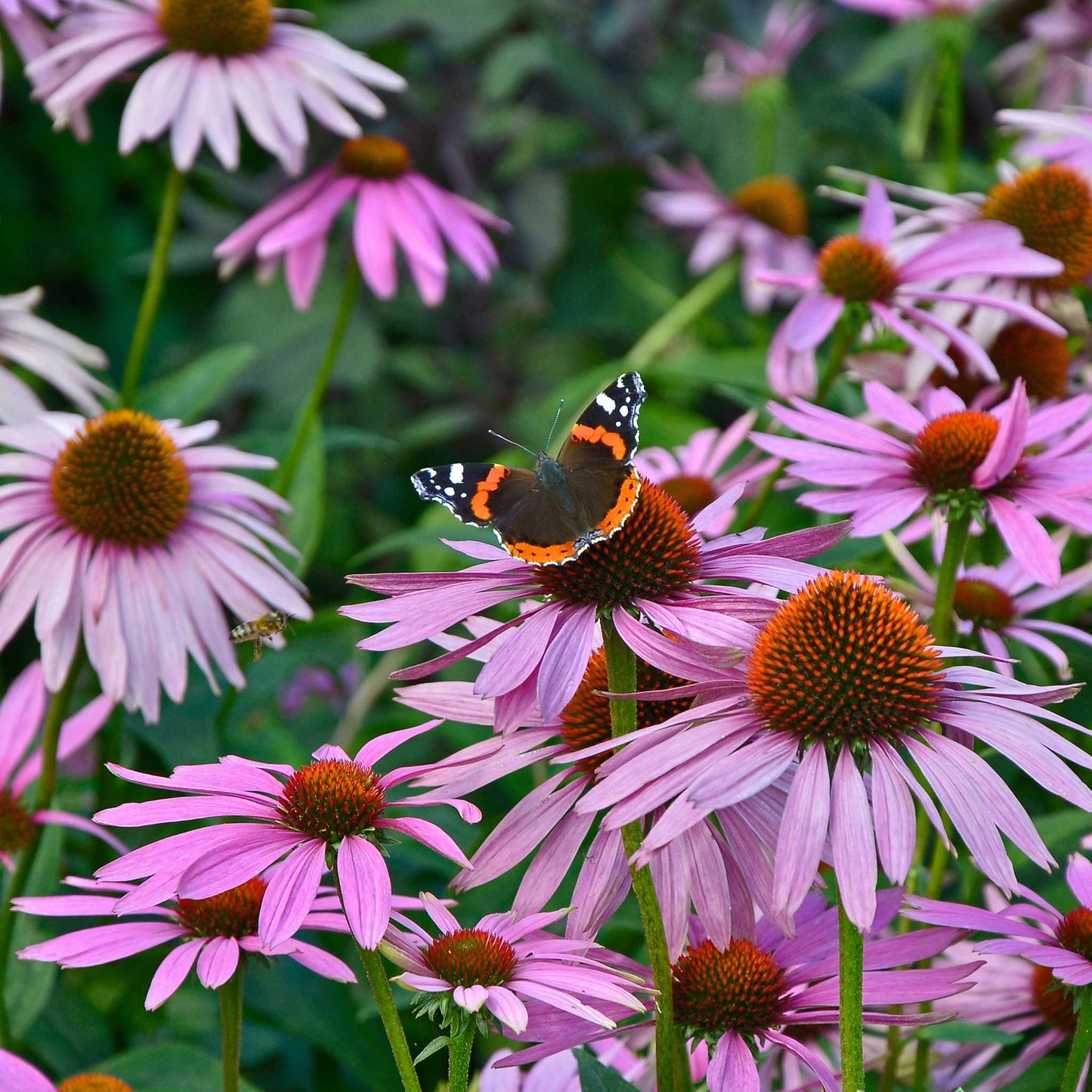 A vibrant purple coneflower with delicate petals, set against a blurred green background.