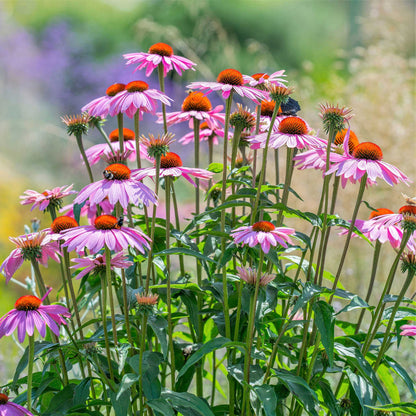 A close-up shot of blooming purple coneflowers with prominent dark cones and rays in various stages.