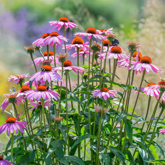 A close-up shot of blooming purple coneflowers with prominent dark cones and rays in various stages.