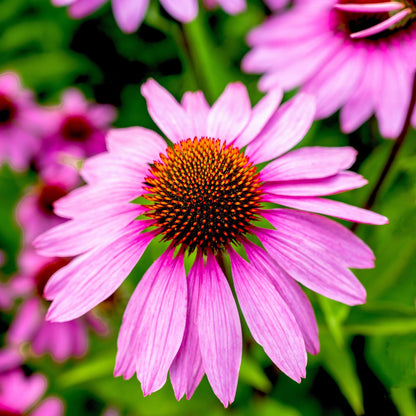 A vivid purple coneflower in full bloom, showcasing its distinct cone against a green background.
