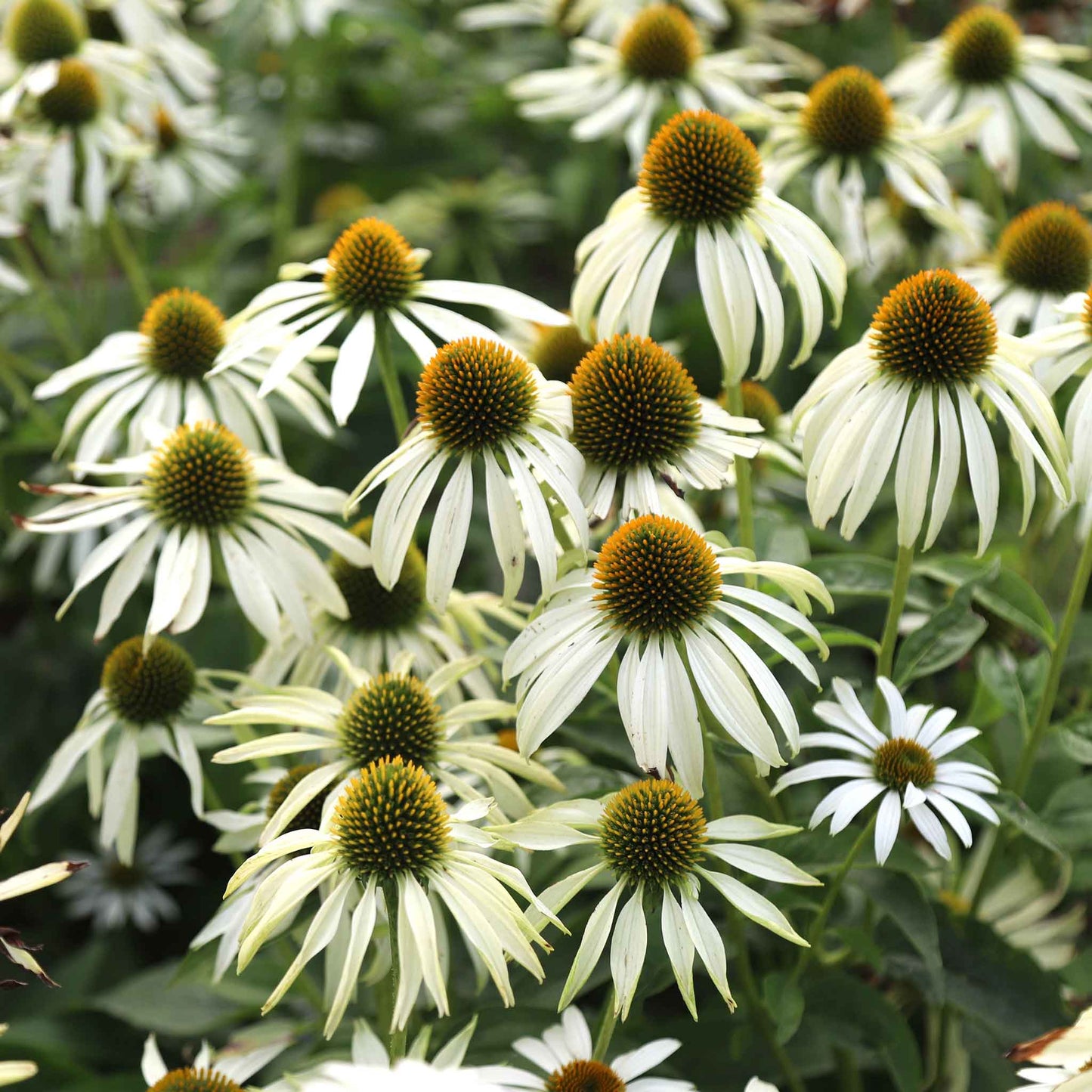 White swan coneflower with green center and white petals against a blurred green background.