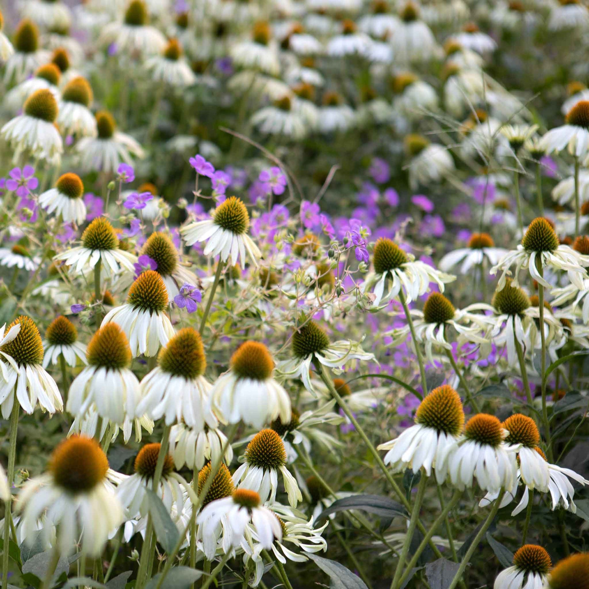 White swan coneflowers blooming among colorful purple and pink flowers in a garden.