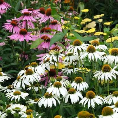White swan coneflower with yellow center and white petals against a blurred green background.