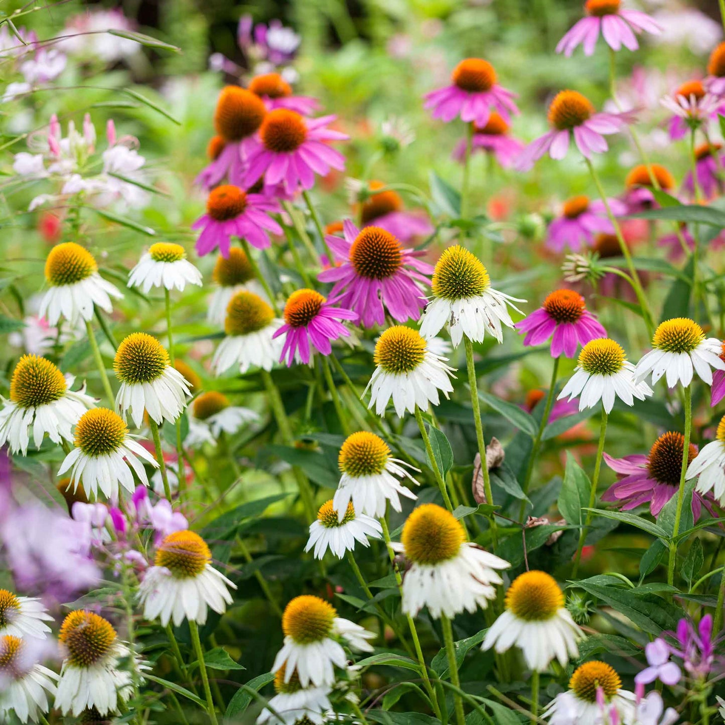 White swan coneflowers with yellow-green centers standing tall in a sunny open garden.