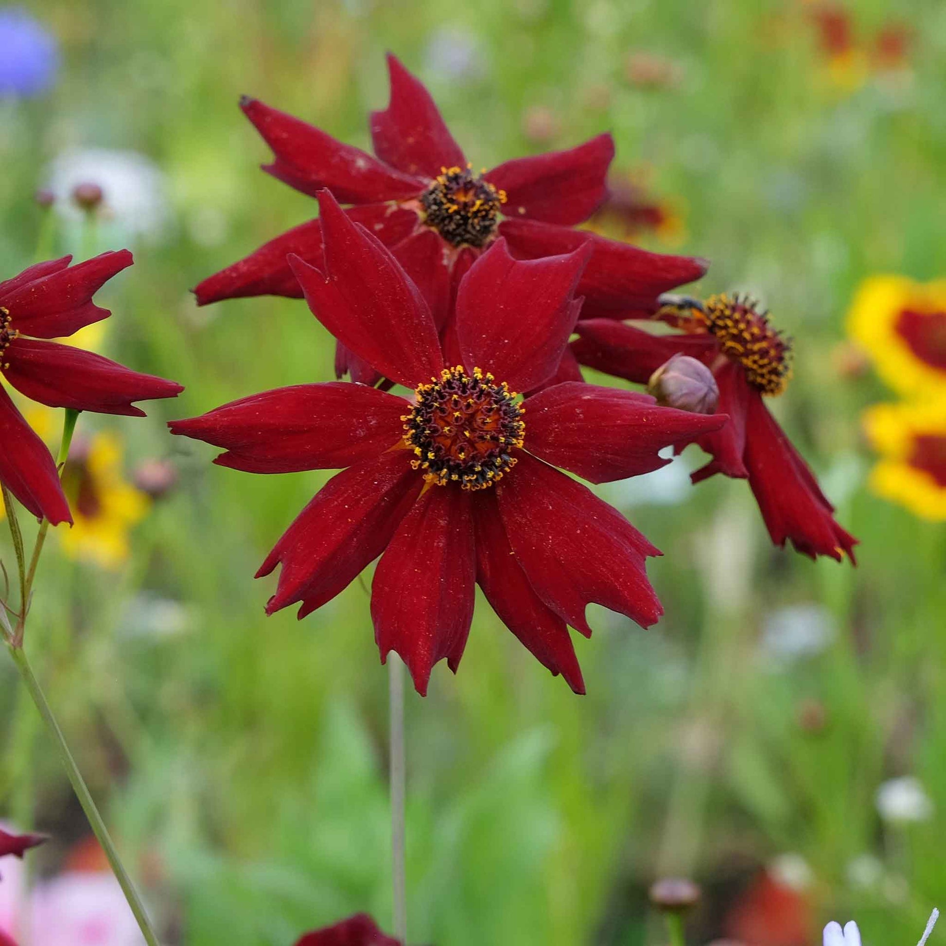 Deep red coreopsis amulet flower with dark center growing among green garden foliage.
