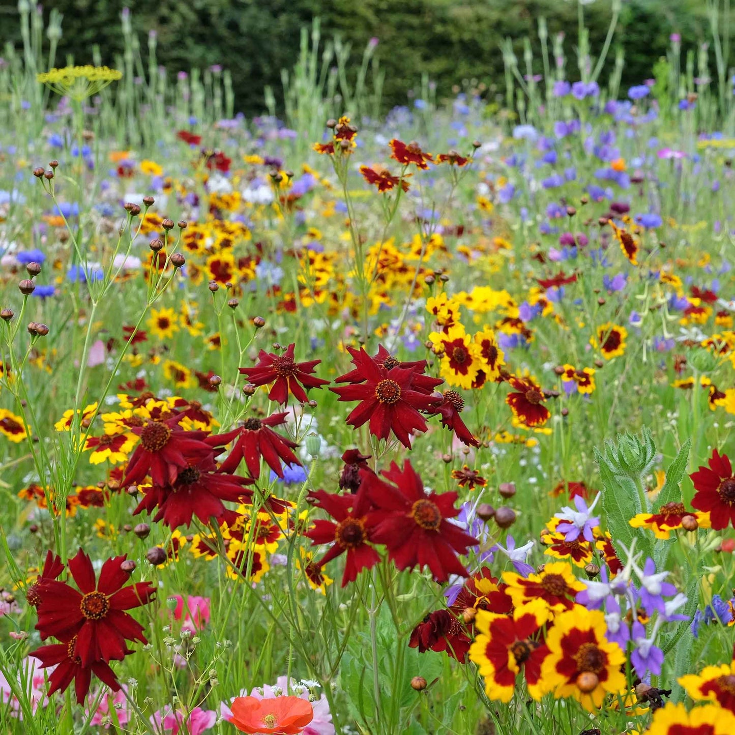 Pink and yellow coreopsis amulet flowers blooming in a sunny open garden setting.
