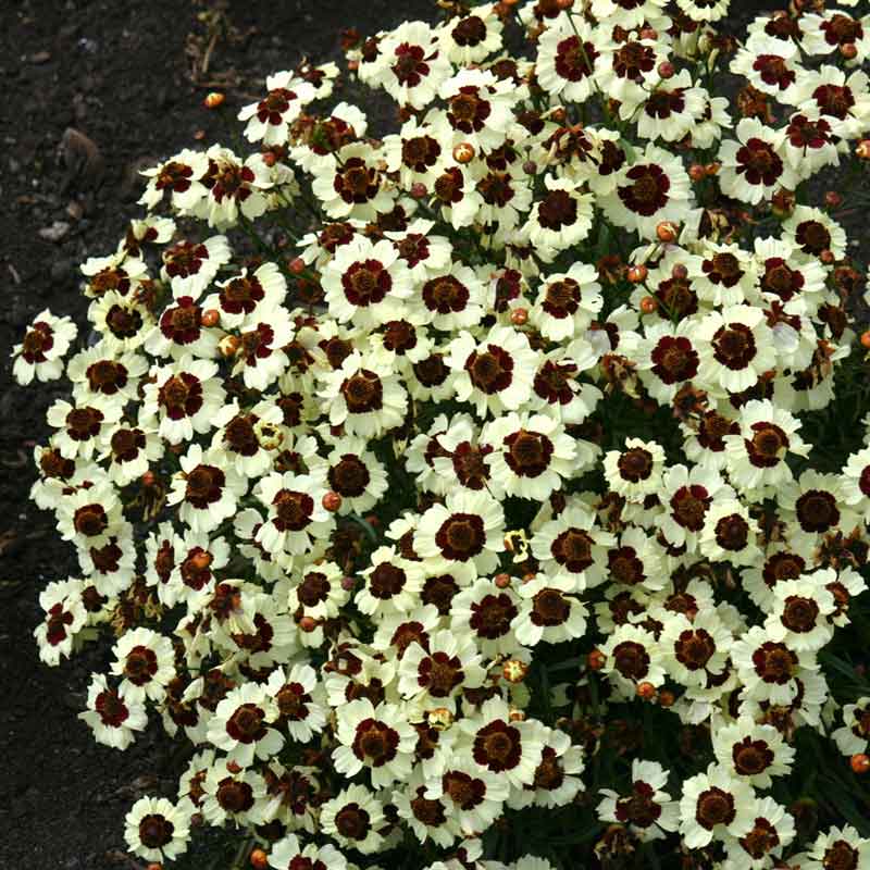 Cream and red corusco cream red coreopsis flowers against a blurred dark background.