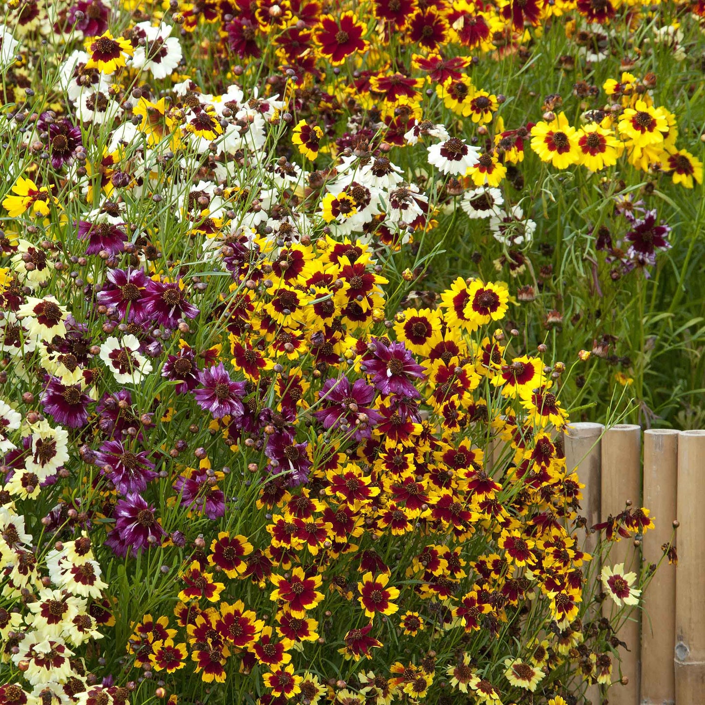 Incredible dwarf mix coreopsis in red, yellow, and white filling a colorful garden.
