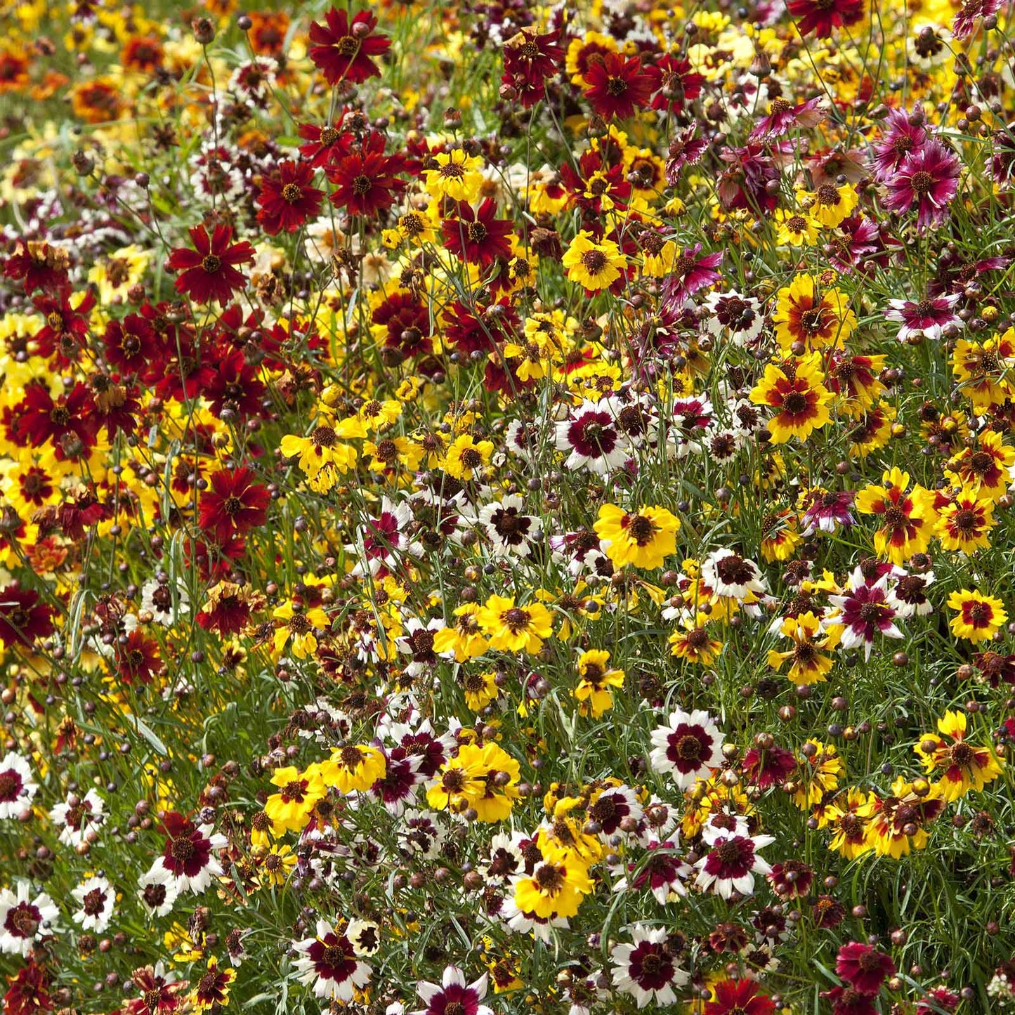 Yellow incredible dwarf mix coreopsis with red center growing along a garden border.
