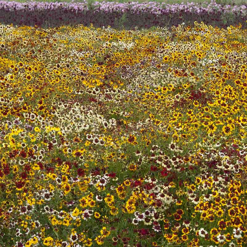 Red, yellow, and orange incredible dwarf mix coreopsis blooms in a dense garden setting.