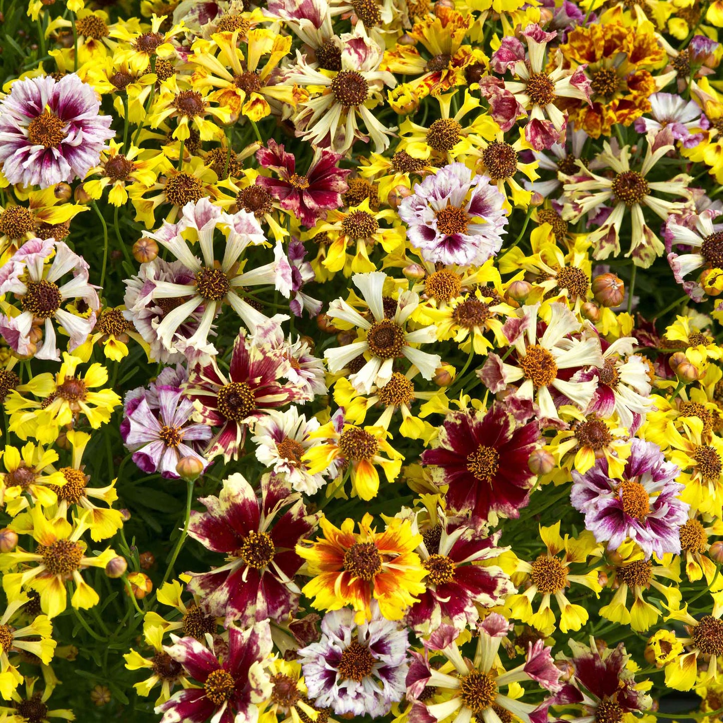 Pink and white incredible sea shells mix coreopsis blooms against a dark background.