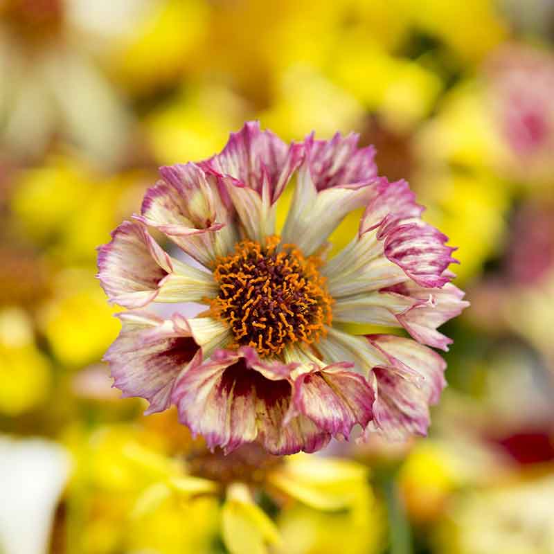 Pink and cream incredible sea shells mix coreopsis with tubular petals in a garden.