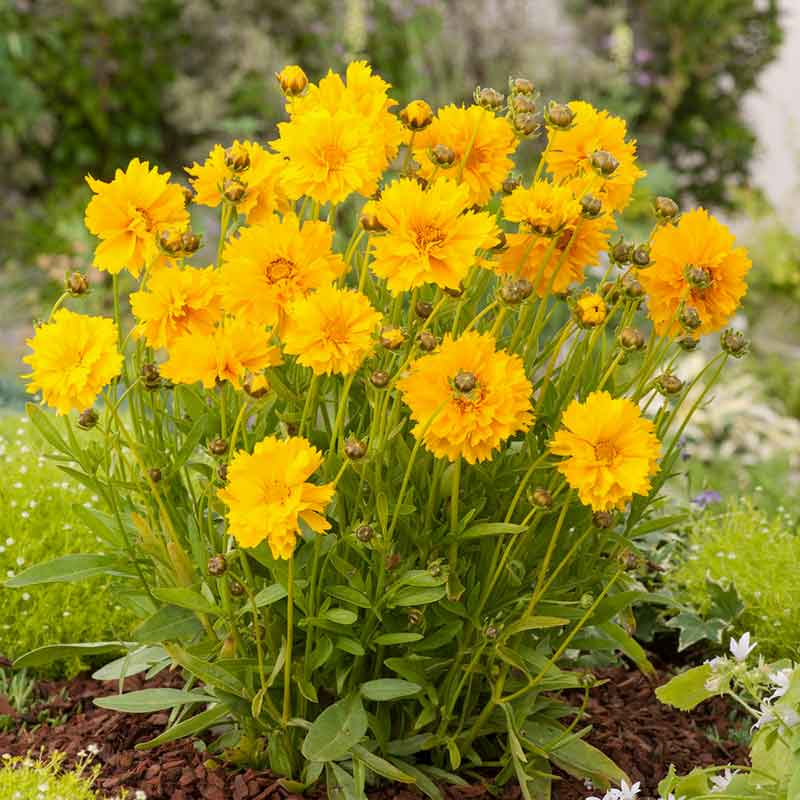 Yellow sunburst coreopsis flowers with red centers growing in a dense garden setting. | copyright: Floramedia UK Ltd