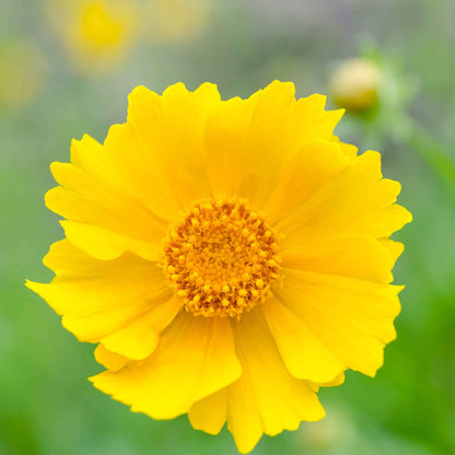Yellow lance-leaf coreopsis flower with reddish-brown center against a blurred green background.