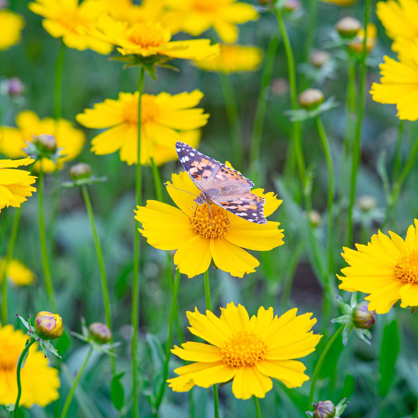 Yellow lance-leaf coreopsis flowers blooming in a field with a person standing in the background.