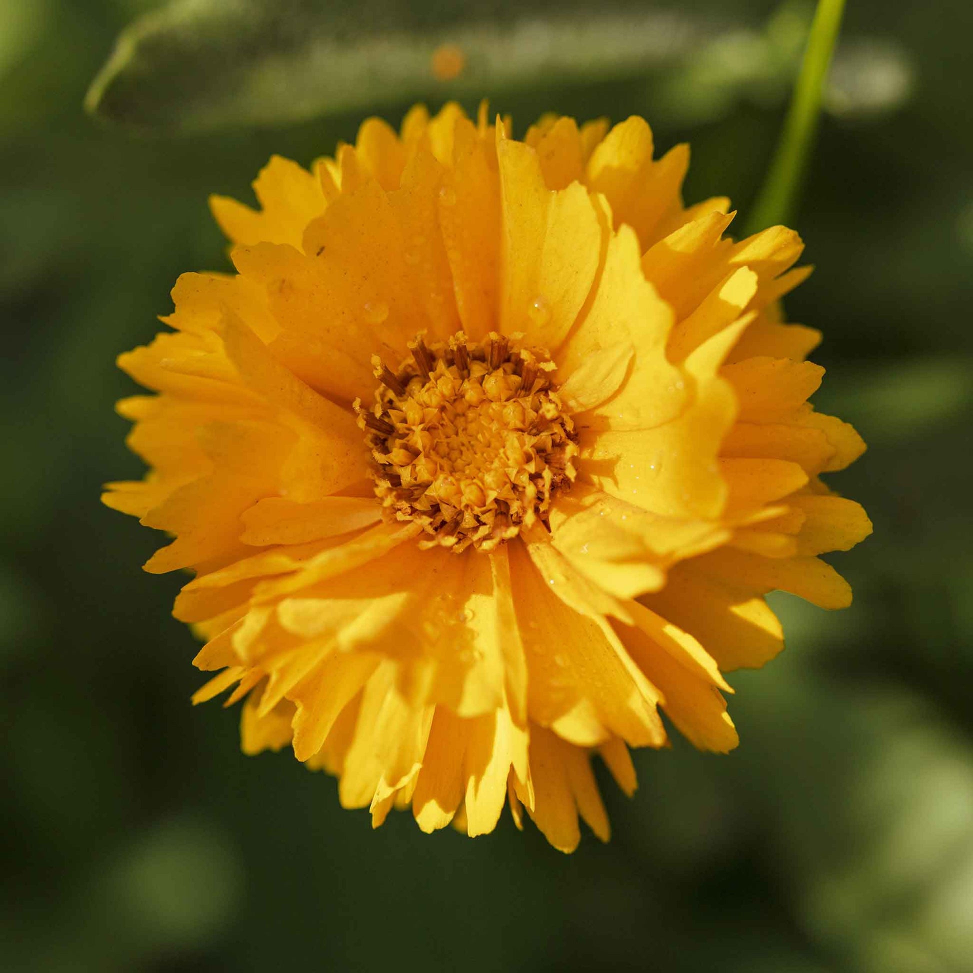 Yellow sunburst coreopsis flower with red center blooming against a blurred green background.