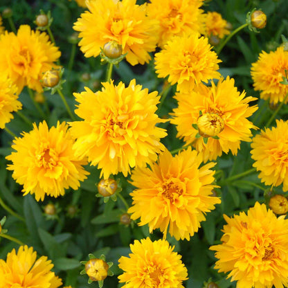 Yellow sunburst coreopsis flowers with orange-red centers against a blurred green background.