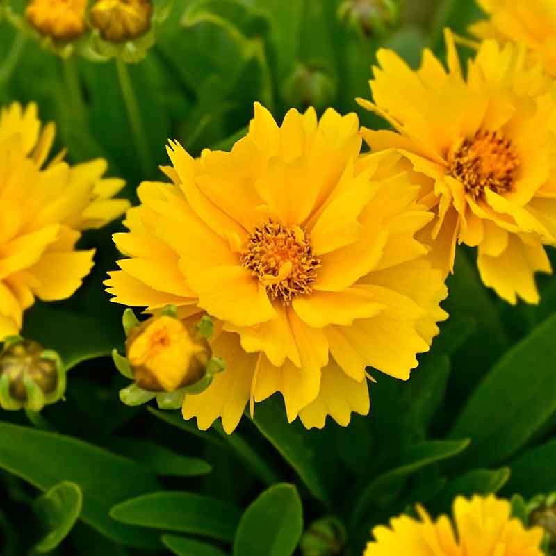 Yellow sunburst coreopsis flowers with red centers surrounded by green garden foliage.