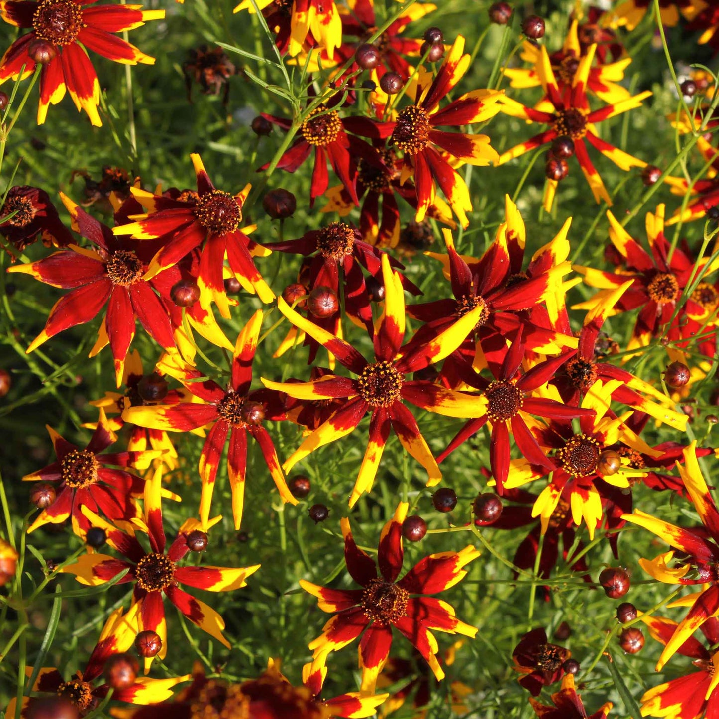 Red and yellow mardi gras coreopsis flowers blooming against a blurred green background.