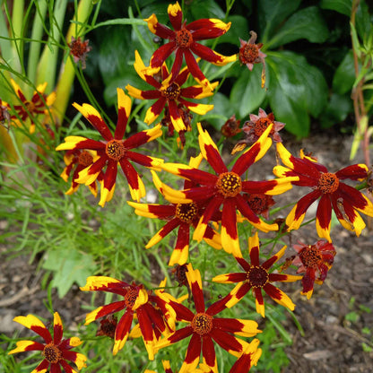 Yellow, orange, and red mardi gras coreopsis flower against a blurred green background.