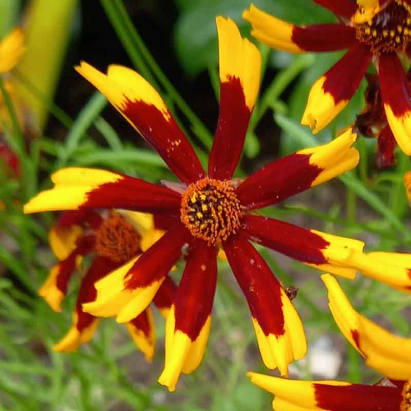 Red and yellow mardi gras coreopsis flowers growing against a blurred green background.