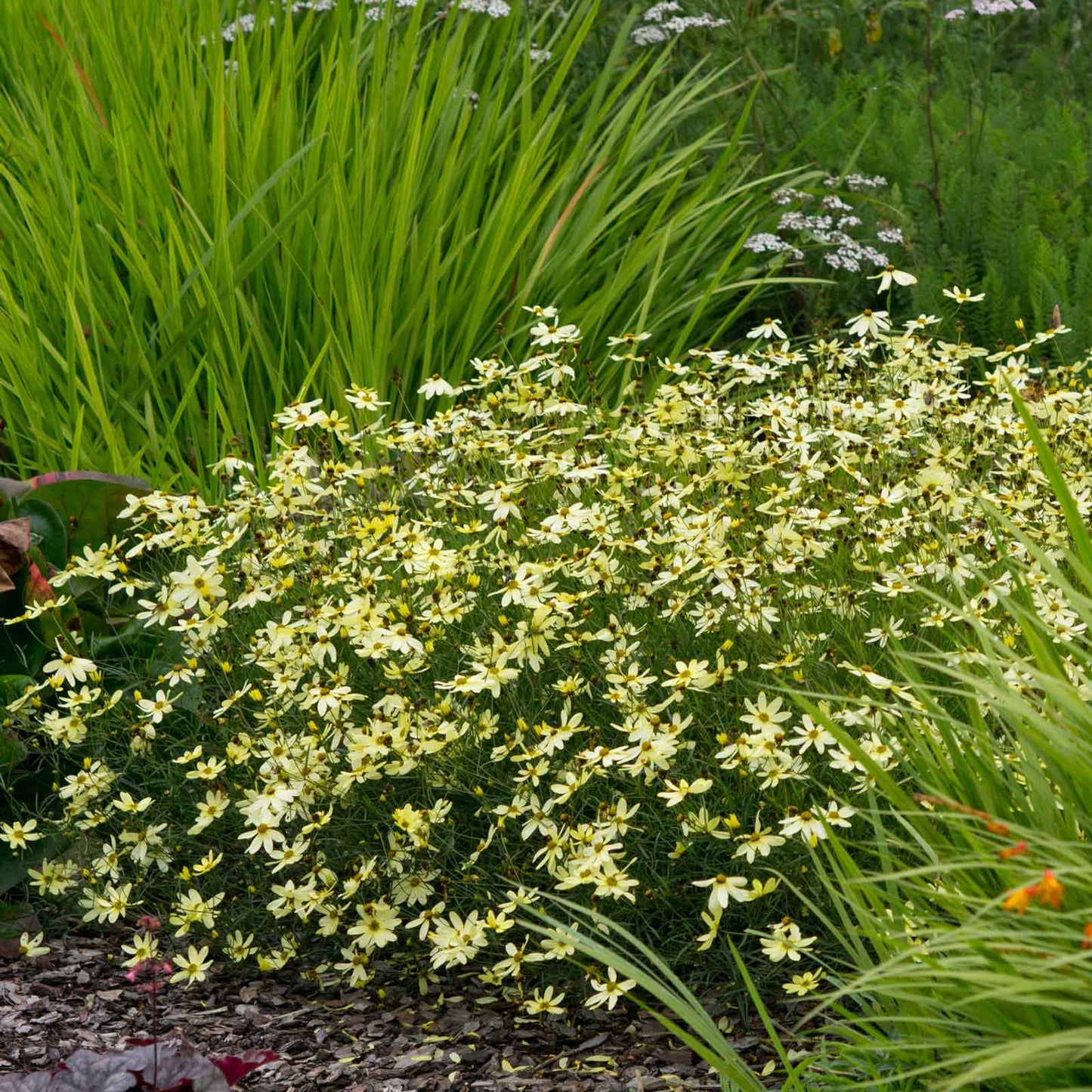 A vibrant clump of Coreopsis 'Moonbeam' flowers with delicate yellow petals and a soft green, fern-like foliage.
