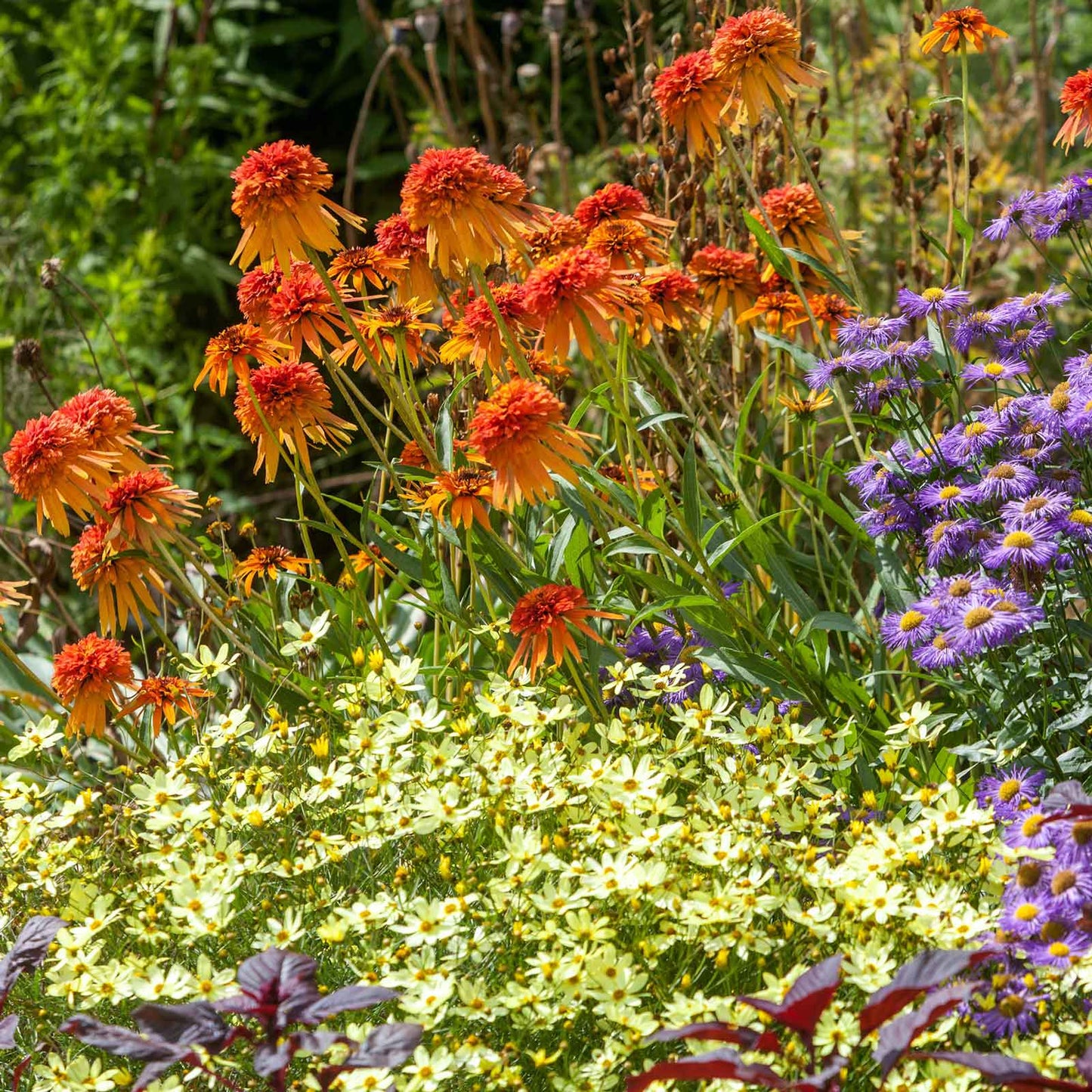 A close-up of a vibrant yellow Moonbeam coreopsis flower with delicate petals and a prominent center.