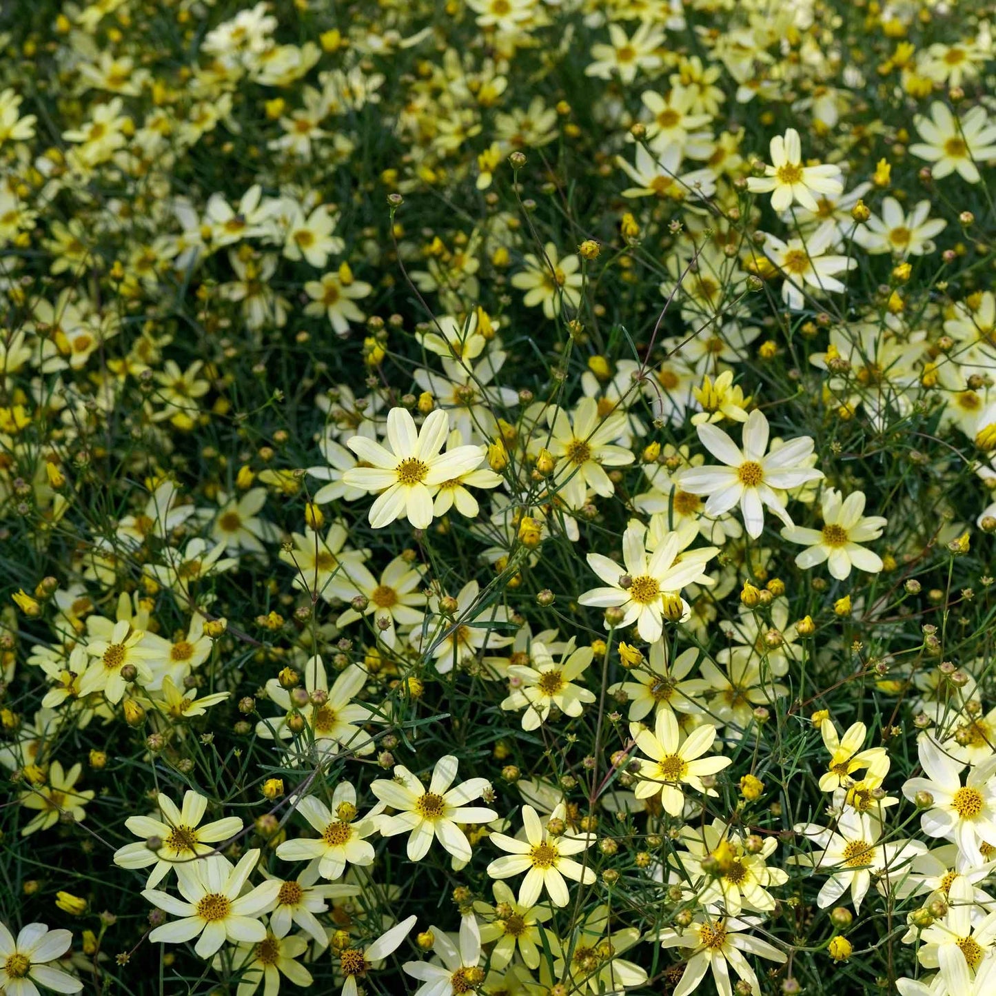 A close-up of a vibrant yellow Coreopsis 'Moonbeam' flower with delicate petals and a soft focus background.