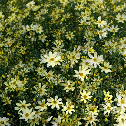 A close-up of a vibrant yellow Coreopsis 'Moonbeam' flower with delicate petals and a soft focus background.