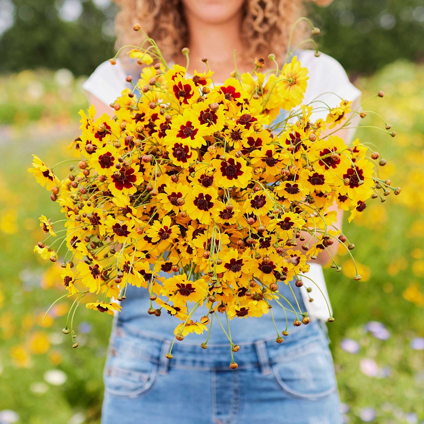 Plains coreopsis with yellow petals and red-brown centers held in a bunch on a plain background.