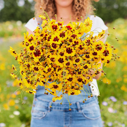 Plains coreopsis with yellow petals and red-brown centers held in a bunch on a plain background.