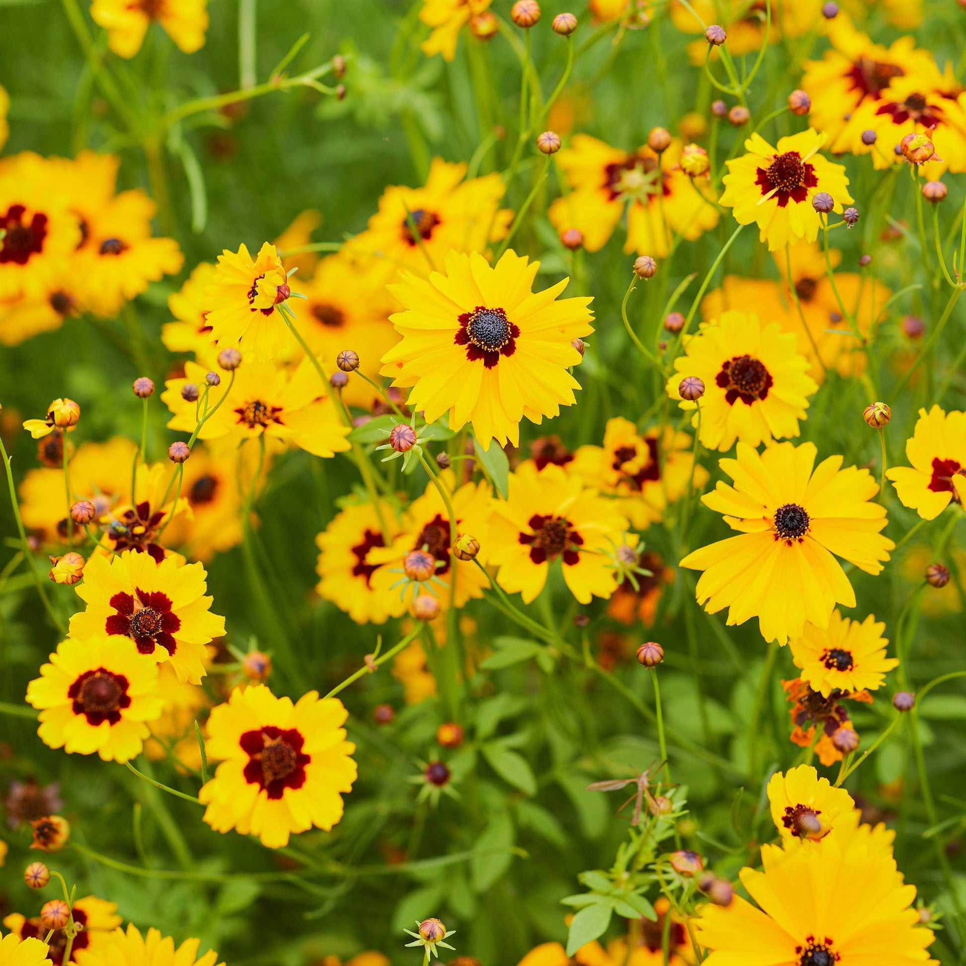 Plains coreopsis with yellow petals and dark red center against a bright yellow garden background.
