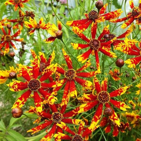 Red and yellow radiana tigrina coreopsis flowers growing in a bright garden setting.
