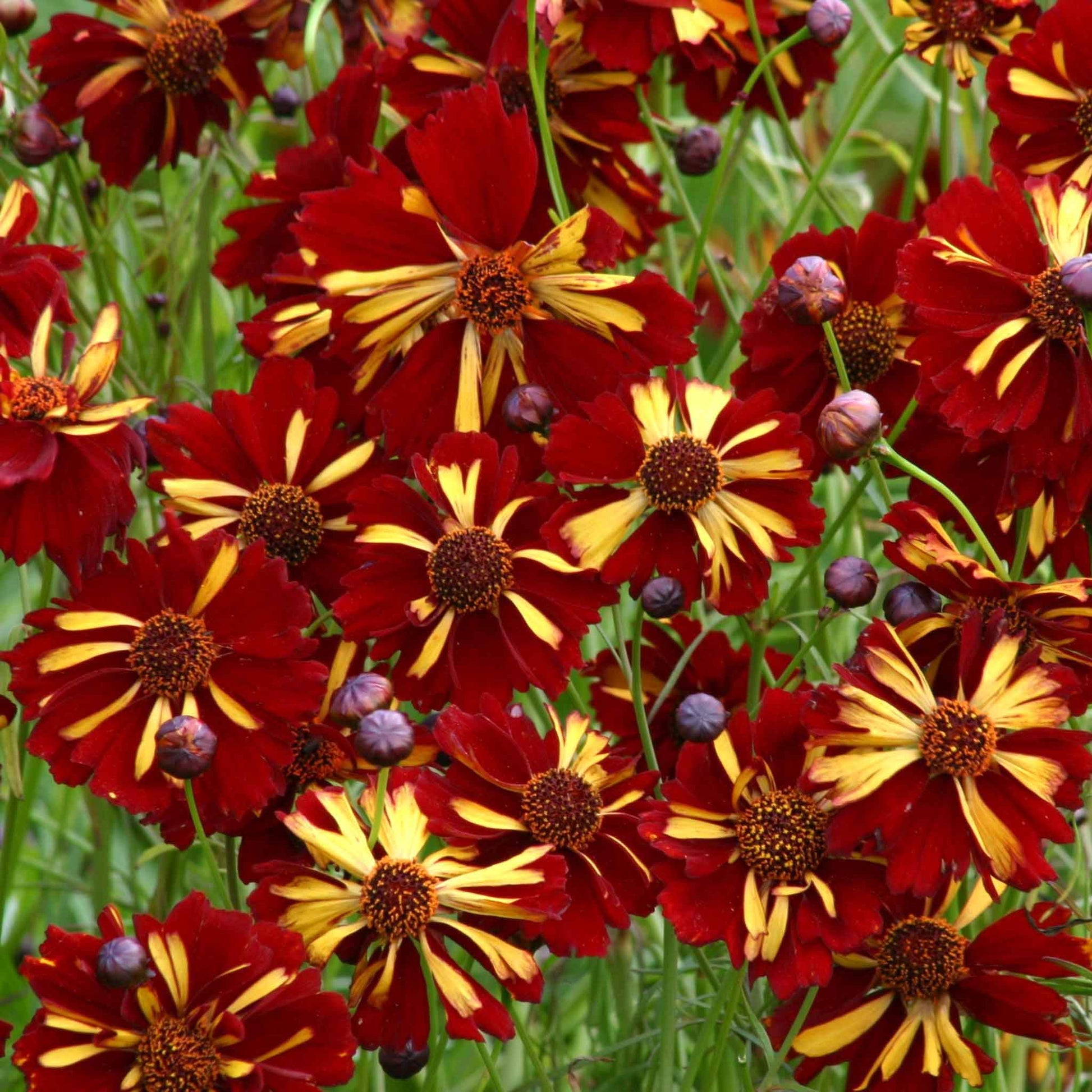 Red and yellow roulette coreopsis flowers with yellow centers in a garden setting.