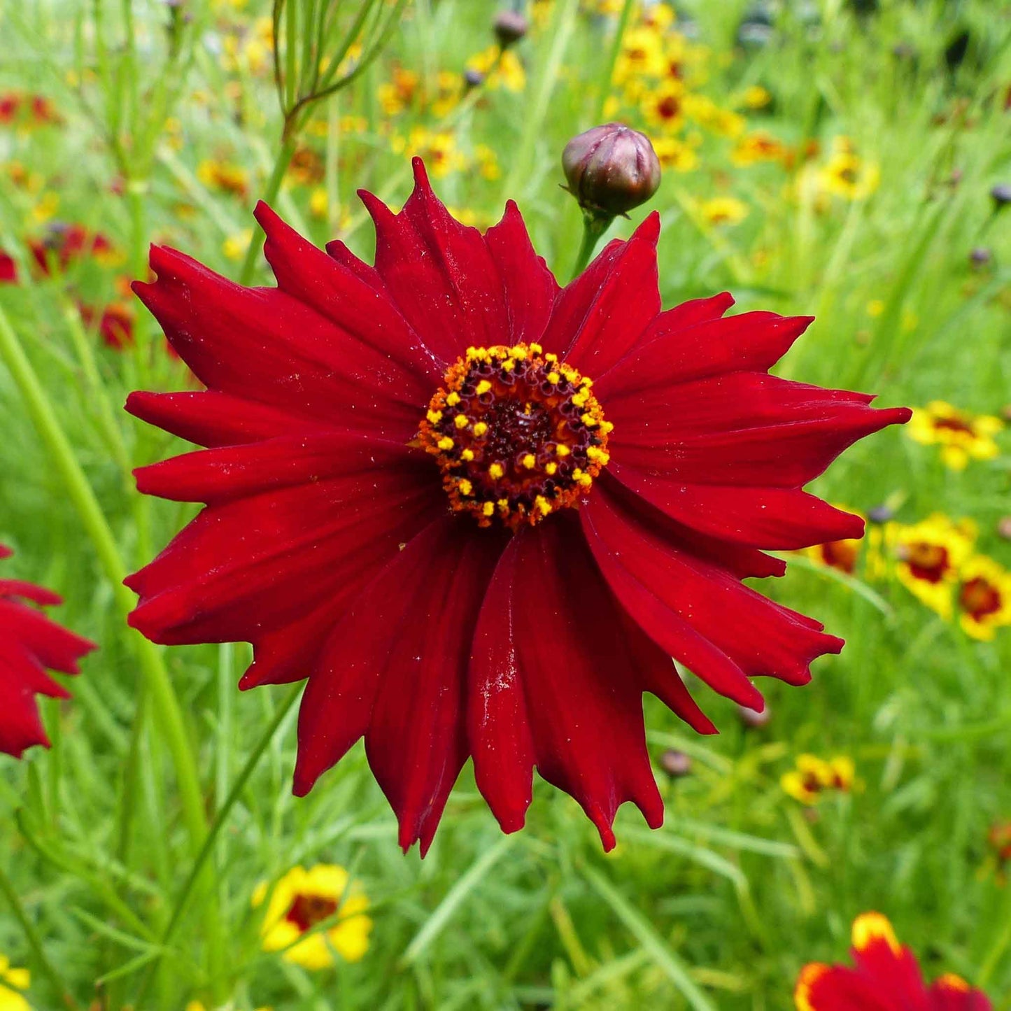 Deep red tall red coreopsis flower with yellow tips against a blurred green background.
