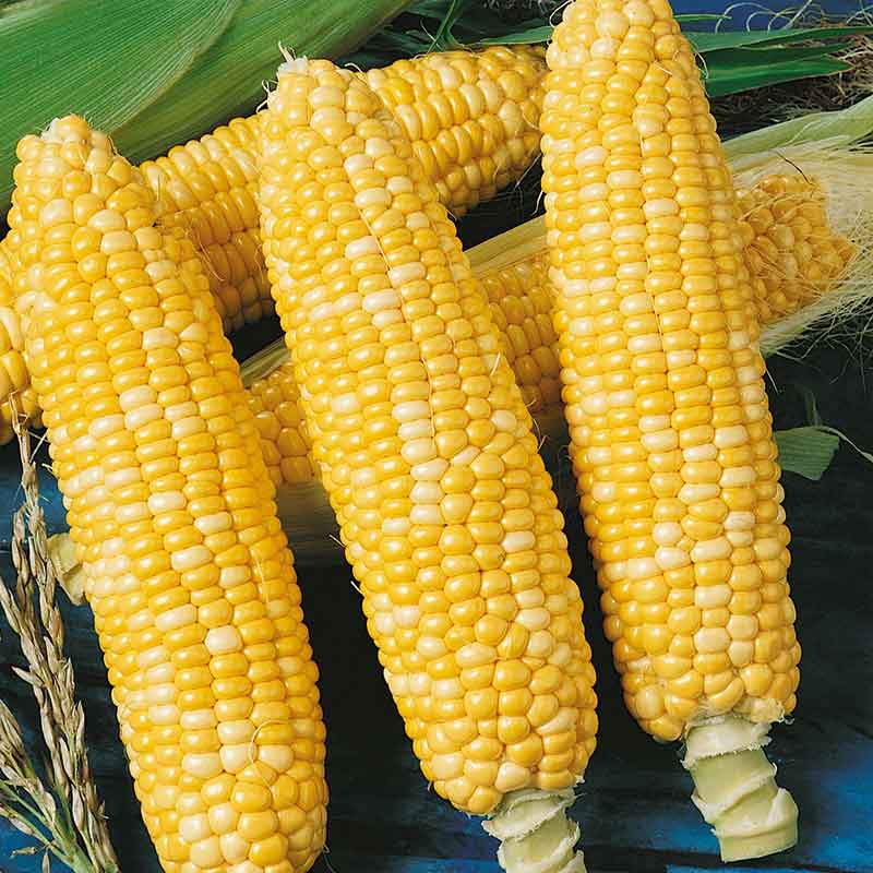 A close-up of a three ears of yellow Ambrosia corn with green husks, showcasing the tightly packed kernels.