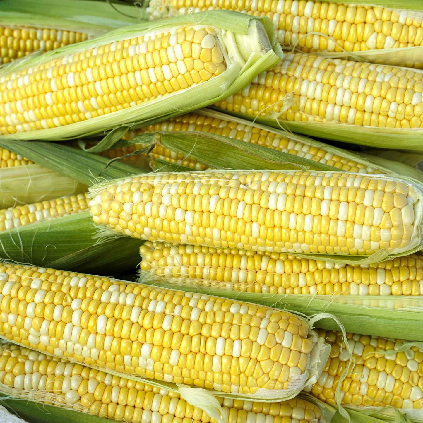 Close-up of a several Bilicious ears of corn with bright yellow kernels.