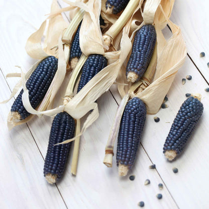 A close-up of several ears of blue Hopi corn, showcasing their unique dark blue kernels.